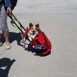 Dog Friendly