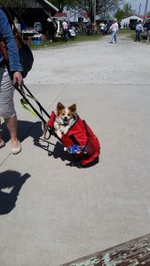Dog Friendly